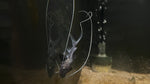 Piraiba Catfish (Brachyplatystoma filamentosum) - Long Wiskers!