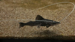 Piraiba Catfish (Brachyplatystoma filamentosum) - Long Wiskers!