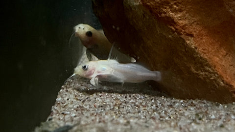 Golden Synodontis nigrita - Small