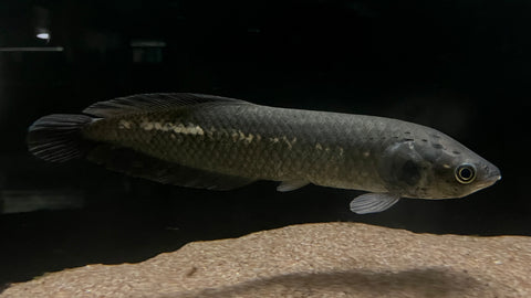 African Arowana (Heterotis niloticus) - WYSIWYG