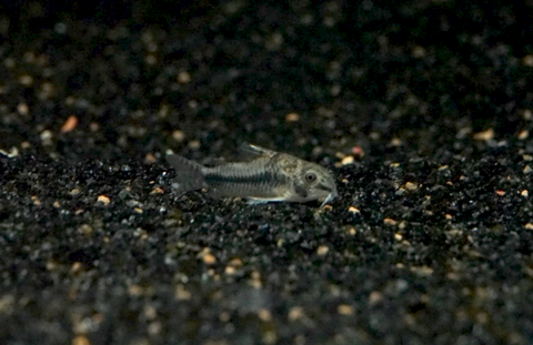 Salt and Pepper Cory (Corydora habrosus)