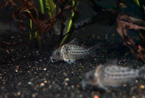Agassizii Cory (Corydoras agassizii)