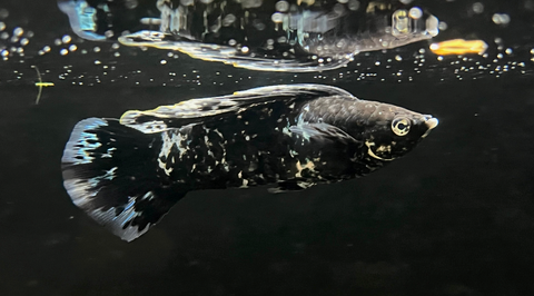 Blotched Sailfin Molly (Poecilia sp.) - Male