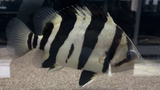 Three Bar Datnoid (Datnioides microlepis) - T38 WYSIWYG