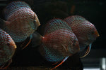 Leopard Discus SHOW SIZE