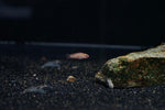 Scarlet Badis (Dario dario)