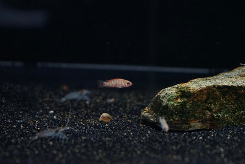 Scarlet Badis (Dario dario)