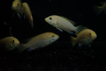 Yellow Lab (Labidochromis Caeruleus)