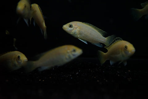 Yellow Lab (Labidochromis Caeruleus)