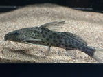 Synodontis acanthomias