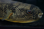 Mbu Puffer (Tretradon mbu) - Jumbo