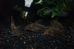 C005 Corydoras pantanalensis PAIR