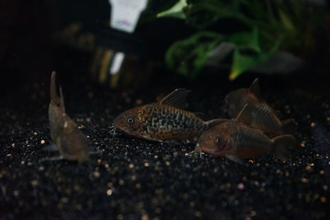 C005 Corydoras pantanalensis PAIR