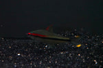 Denison Barb (Sahyadria denisonii) - Medium
