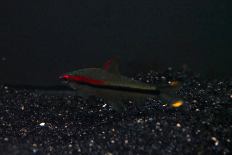 Denison Barb (Sahyadria denisonii) - Medium