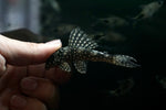 L-48 Flase Goldie Pleco (Scobiancistrus sp.)