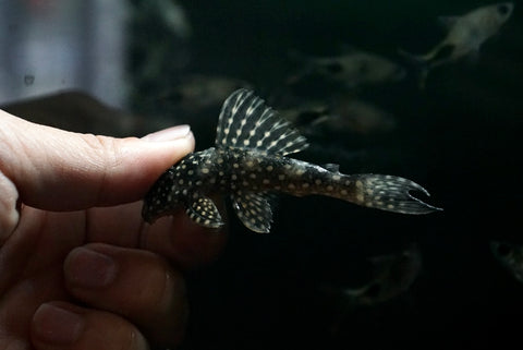L-48 Flase Goldie Pleco (Scobiancistrus sp.)