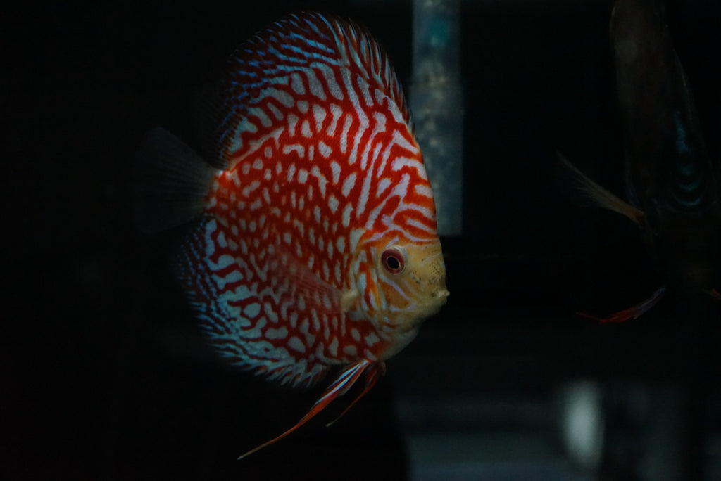 Red Diamond Discus
