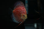 Red Eagle Discus SHOW SIZE