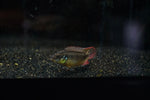 Moliwe Kribensis (Pelvicachromis kribensis sp. "Moliwe")