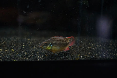 Moliwe Kribensis (Pelvicachromis kribensis sp. "Moliwe") - Pair