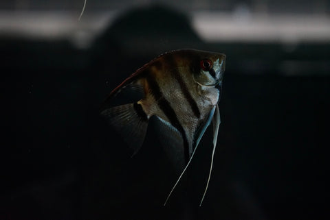 Silver Angelfish (Scalare sp.) - Medium