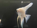 Panda Pearl Scale Angelfish (Pterophyllum scalare)