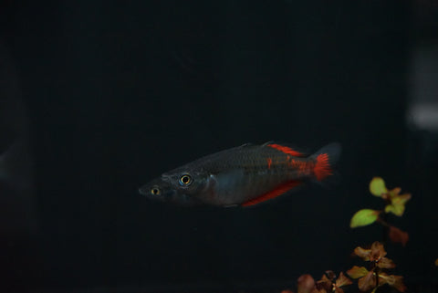 Parkinsoni Rainbowfish (Melanotaenia parkinsoni) - PAIR