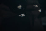 Harlequin Rasbora (Rasbora heteromorpha)