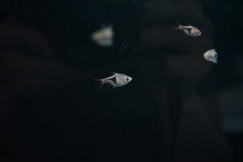 Harlequin Rasbora (Rasbora heteromorpha)