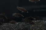Lupota Black Calvus (Altolamprologus calvus var. "Lupota Black")