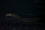 Tiger Moray (Gymnothorax polyuranodon) - Medium