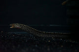 Tiger Moray (Gymnothorax polyuranodon) - Medium