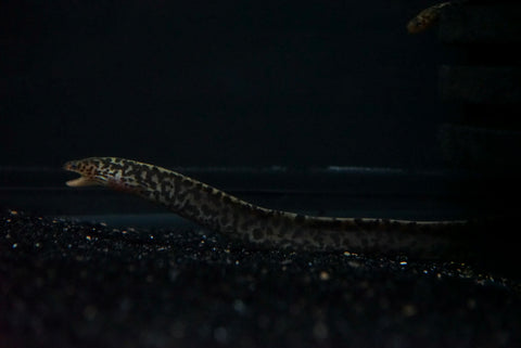 Tiger Moray (Gymnothorax polyuranodon) - Medium