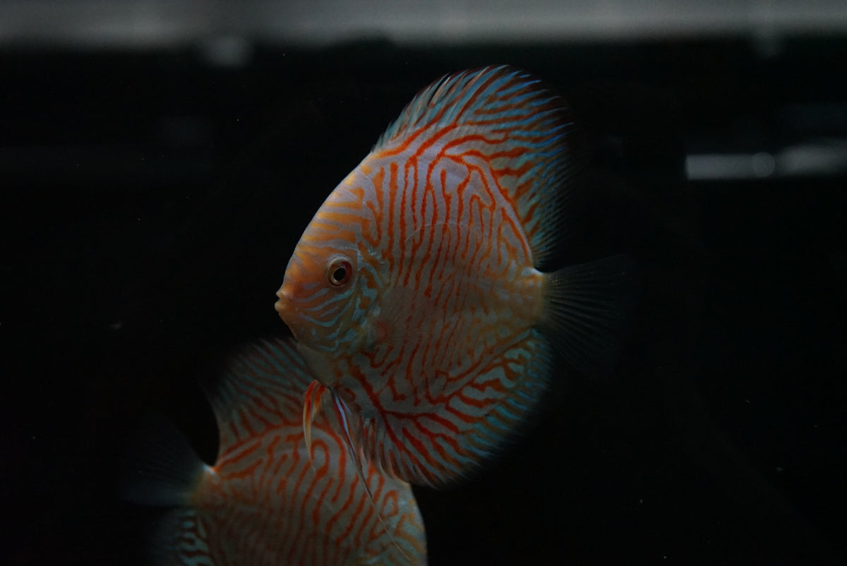White Tiger Discus SHOW SIZE – The Waterfront SLC