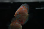 White Tiger Discus SHOW SIZE