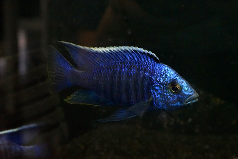 Azureus Cichlid (Copadichromis azureus) - Male