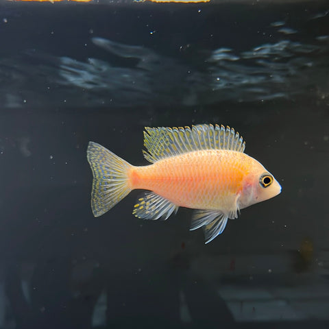 Yellow Peacock Cichlid (Aulonocara sp.)