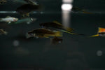 Green Swordtail (Xiphophorus hellerii)