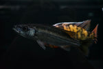 Malawi Barracuda (Rhamphochromis macrophthalmus)
