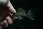 L-354 Big Spot Polka Dot Pleco (Chaetostoma sp.)