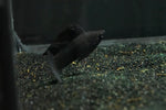 Black Sailfin Molly (Poecilia latipinna)