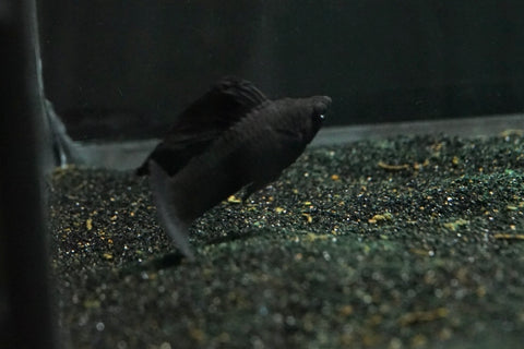 Black Sailfin Molly (Poecilia latipinna)