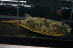 Mbu Puffer (Tretradon mbu) - Jumbo