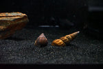 Pagoda Snail (Brotia pagodula)