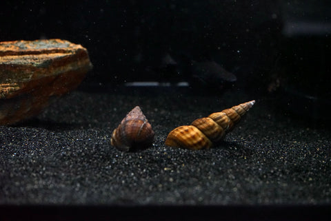 Pagoda Snail (Brotia pagodula)