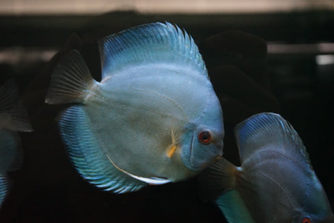 Blue Diamond Discus SHOW SIZE