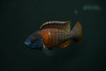 Blue Dragon Blood Peacock (Aulonocara sp.)