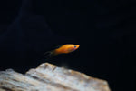Lyretail Swordtail (Poecilia sp.)