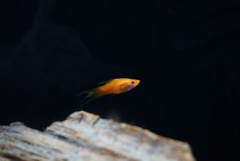 Lyretail Swordtail (Poecilia sp.)